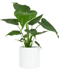 Alocasia - Elefantøre 19 cm