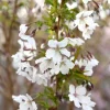 Prunus kur. 'Brillant' - Prydkirsebær stam 18 cm