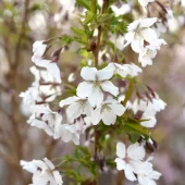 Prunus kur. 'Brillant' - Prydkirsebær stam 18 cm