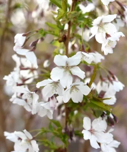 Prunus kur. 'Brillant' - Prydkirsebær stam 18 cm