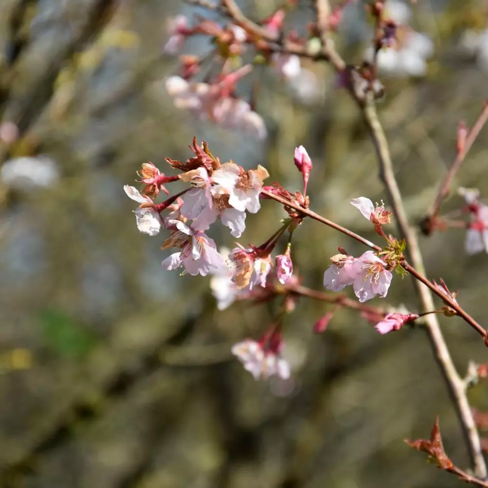 Prunus kur. Ruby - Kurilerkirsebær 23 cm