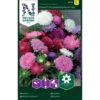 Asters, Dverg-, bl. farger