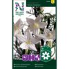 Ipomoea, White Feather