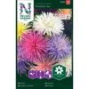 Asters, Stråle-, Prinette, bl. farger