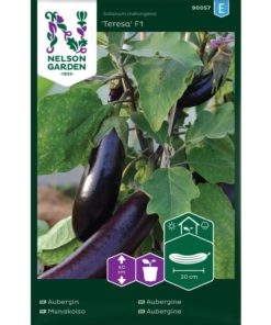 Aubergine, Teresa F1