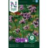 Verbena, Kjempe-