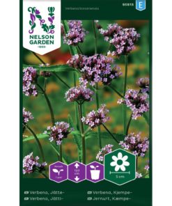 Verbena, Kjempe-