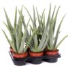 Aloe vera 12 cm