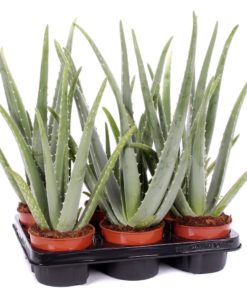 Aloe vera 12 cm