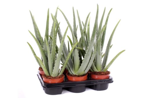 Aloe vera 12 cm