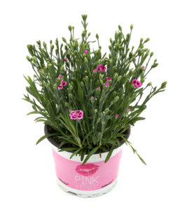 Dianthus - Hagenellik Pink Kisses 17 cm
