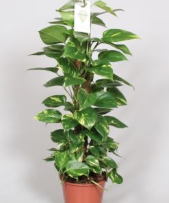 Epipremnum Aureum - Gullranke 19 cm mosstok