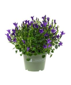 Campanula Get Mee blå 11 cm