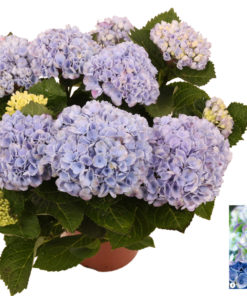 Hortensia Magical 14 cm