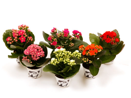 Kalanchoe - Ildtopp mini