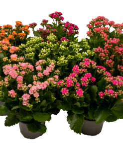 Kalanchoe - Ildtopp 13 cm XL