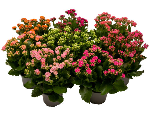 Kalanchoe - Ildtopp 13 cm XL