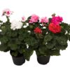 Pelargonia Zonale 12 cm