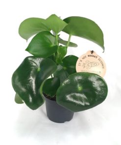 Peperomia - Rotterompe Raindrop 12 cm