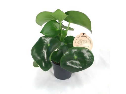 Peperomia - Rotterompe Raindrop 12 cm