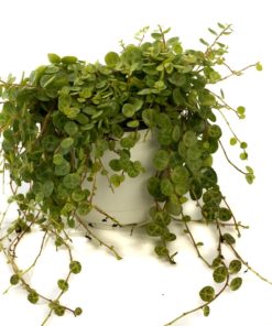 Peperomia - Rotterompe Prostrata 12 cm