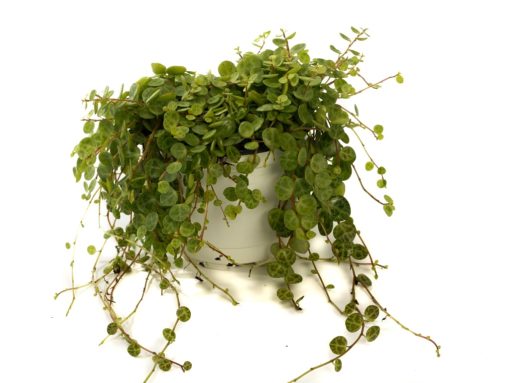 Peperomia - Rotterompe Prostrata 12 cm