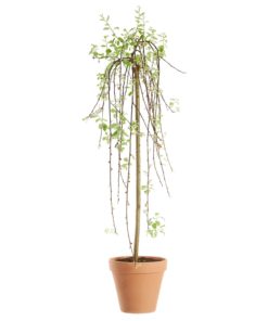 Salix Caprea Pendula - Hengeselje 23 cm