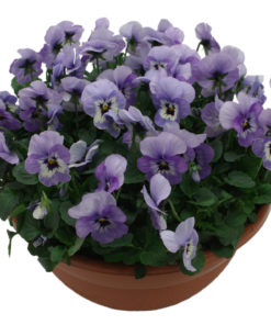 Stemor - Viola 27 cm skål