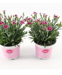 Dianthus - Hagenellik Pink Kisses 12 cm