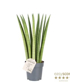 Sanseveria Cylindrica - Bajonettplante 11 cm