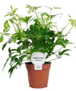 Schefflera Nora - Paraplyplante 13 cm grenet