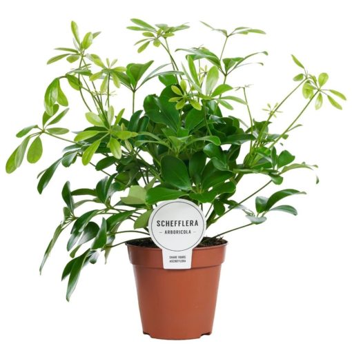 Schefflera Nora - Paraplyplante 13 cm grenet