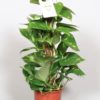 Epipremnum Aureum - Gullranke 15 cm mosstok