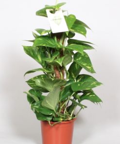 Epipremnum Aureum - Gullranke 15 cm mosstok