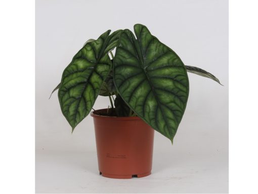 Alocasia Dragon Scale 17 cm