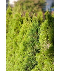 Thuja occidentalis Smaragd 80-100 21 cm