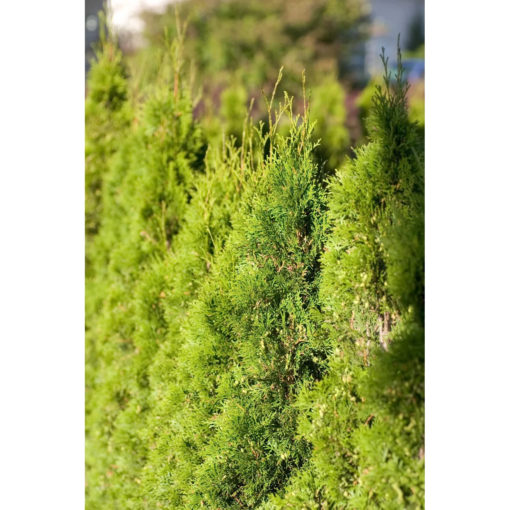 Thuja occidentalis Smaragd 80-100 21 cm