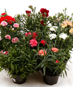 Dianthus - Hagenellik Adorables 12 cm