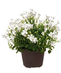 Campanula Get Mee hvit 11 cm