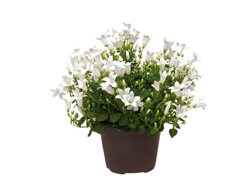 Campanula Get Mee hvit 11 cm