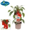 Pick & Joy - Snack Paprika rød 14 cm