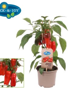 Pick & Joy - Snack Paprika rød 14 cm