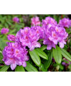 Rhododendron Catawb. Grandiflorum 21 cm