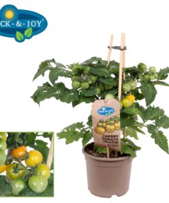 Pick & Joy - Cherry Tomat gul 14 cm