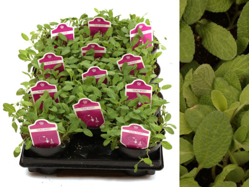Krydder Salvie -  Salvia officinalis