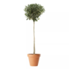 Olea - Oliven 26 cm oppstammet