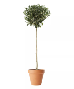 Olea - Oliven 26 cm oppstammet