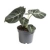 Alocasia - Elefantøre Black Velvet 12 cm