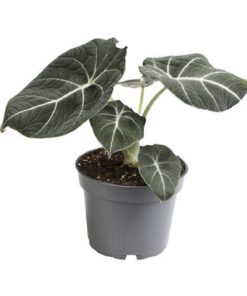 Alocasia - Elefantøre Black Velvet 12 cm