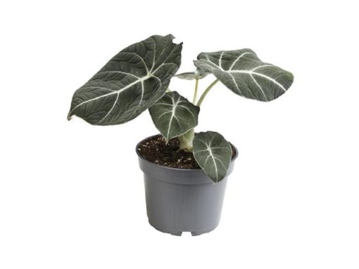 Alocasia - Elefantøre Black Velvet 12 cm